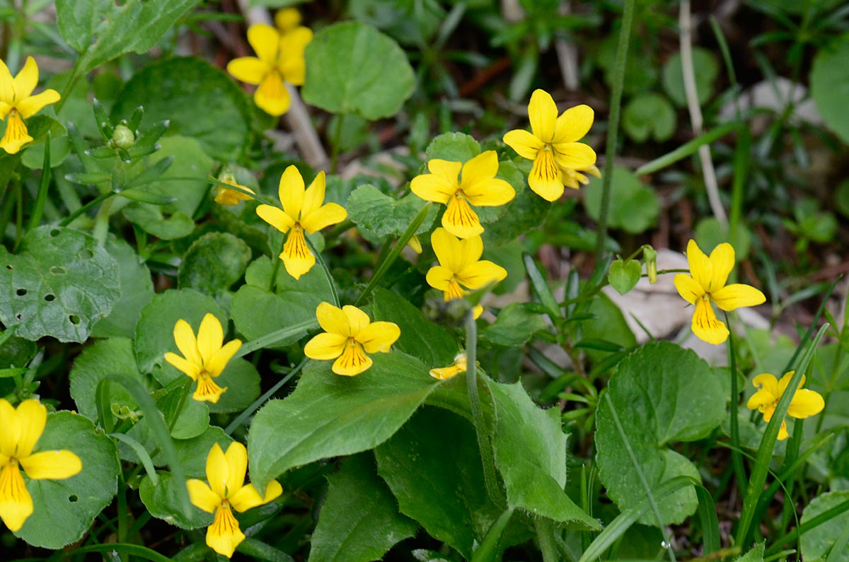 Viola biflora / Viola gialla